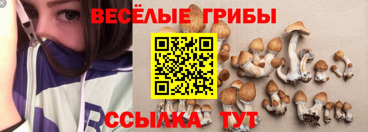 Псилоцибиновые грибы Psilocybine cubensis  Вход с VPN  Галлюциногенные грибы GOLDEN TEACHER  Мурино 